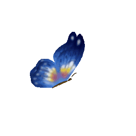 蝴蝶